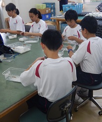 ボラ6